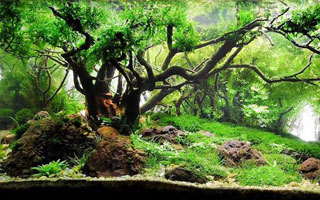 Racines pour aquarium pour des décorations en bois naturel