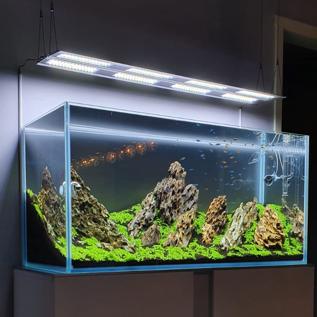Rampe LED pour aquarium d'eau douce - Modèle A301 8000 K : Éclairages pour  aquariums BLUE CORAL animalerie - botanic®