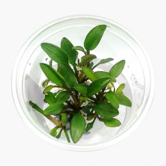 Cryptocoryne Lutea Hobbit Plante d'aquarium in vitro Laboratorium 313 - Cryptocoryne%20Lutea%20Hobbit