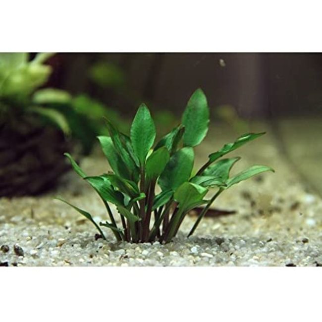 Cryptocoryne Lutea Hobbit Plante d'aquarium in vitro Laboratorium 313 - Cryptocoryne%20Lutea%20Hobbit 20