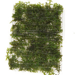 Riccardia chamedryfolia en portion