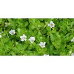 Bacopa Monnieri en pot