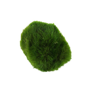 Cladophora aegagropila - 1 boule d'algues