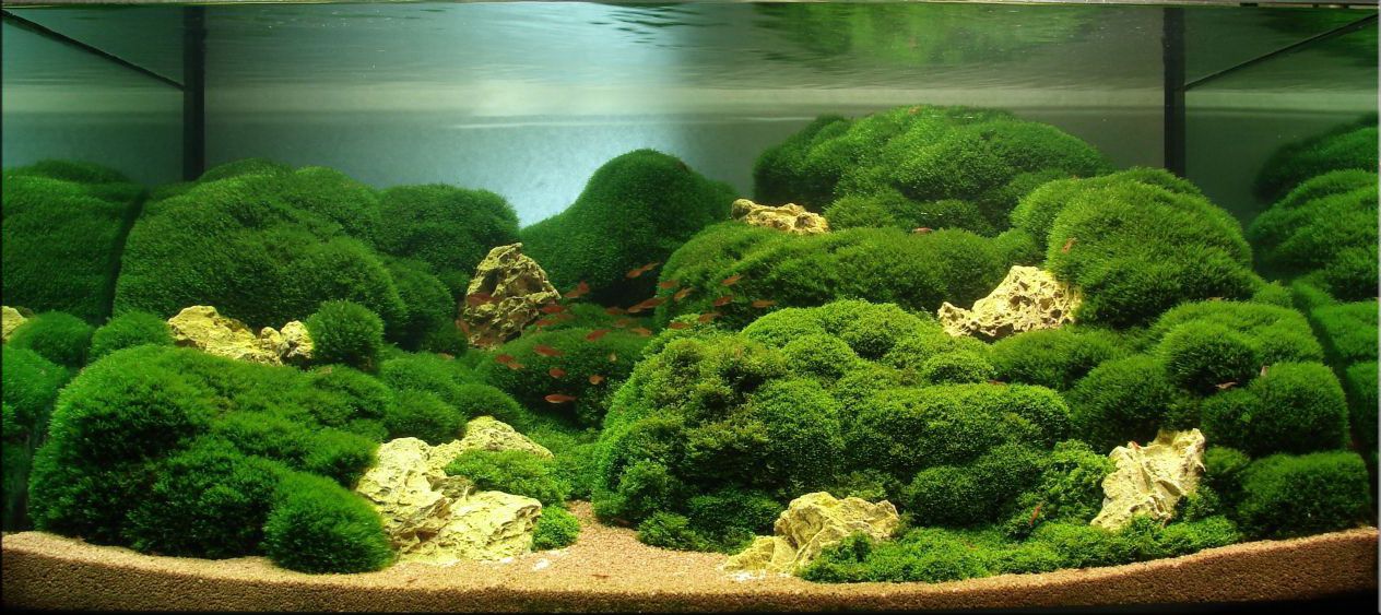 Boule d'algues Cladophora pour aquarium - Petits Compagnons