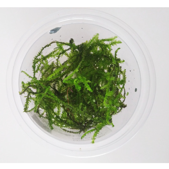 https://www.ammannia.com/vesicularia-reticulata-erect-moss-laboratorium-313.html