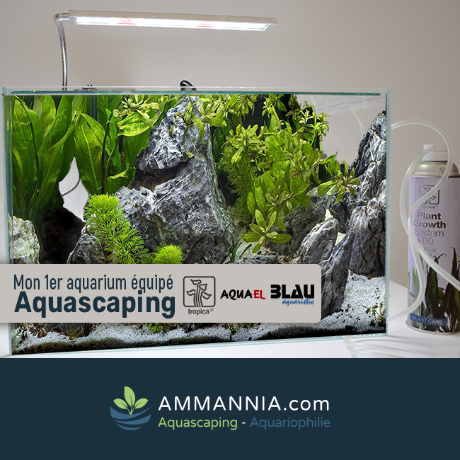 Comment réaliser son premier aquarium Aquascaping ?