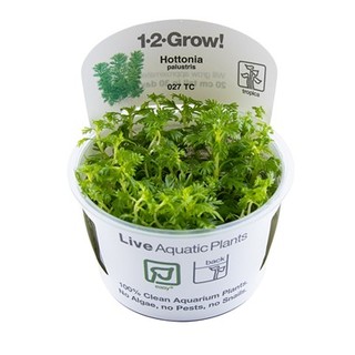 Hottonia palustris in vitro 1-2 Grow