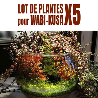 Lot de 5 plantes pour wabi-Kusa