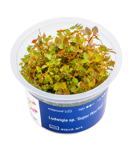 Ludwigia Mini Super Red in vitro