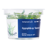 Hygrophila sp. 'Siamensis' in-vitro