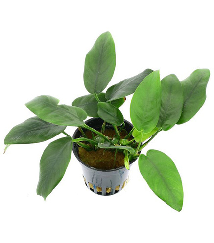 Anubias barteri var. nana 'Bolang' en pot