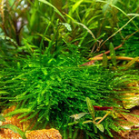 Lot de 10 plantes aquarium In-vitro