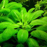 Lot de 3 plantes In-vitro pour wabi-Kusa