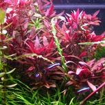 Lot de 10 plantes aquarium In-vitro