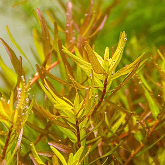 Lot plantes vivantes aquarium de 100 Plantes en 13 variétés à racines et  tiges + 10 tiges gratuites : : Animalerie