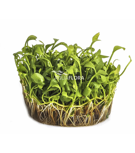 Marsilea angustifolia- in-vitro