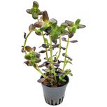 Bacopa salzmannii 'Purple' en pot