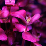 Bacopa salzmannii 'Purple' en pot