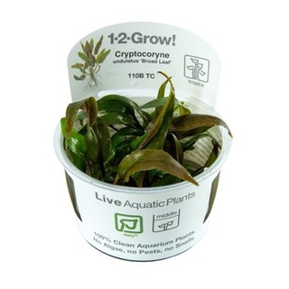 Cryptocoryne undulata 'Broad Leaf' in vitro