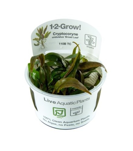 Cryptocoryne undulata 'Broad Leaf' in vitro