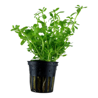 Bacopa Monnieri en pot