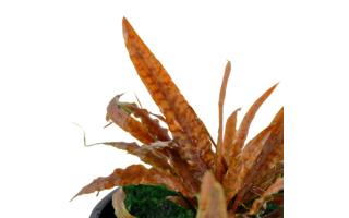 Cryptocoryne 