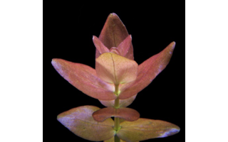 Bacopa