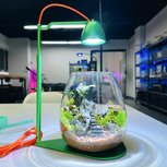 Kit Terrarium-Led-drop Bio-Grow Suit Vert