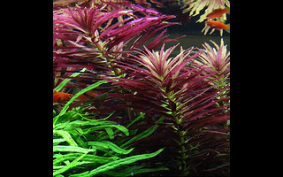 Limnophila