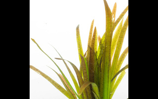 Vallisneria