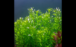 Rotala