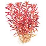 Rotala rotundifolia 'Blood Red' In-Vitro