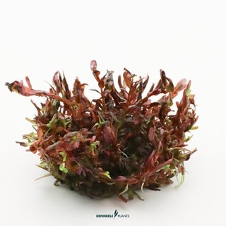 Rotala rotundifolia 'Blood Red' In-Vitro