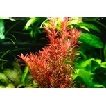 Rotala rotundifolia 'Blood Red' In-Vitro