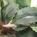 Bucephalandra sp. 'Maia' in vitro