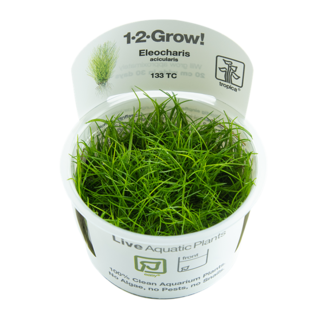 Eleocharis acicularis 1-2-Grow!