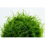 Eleocharis acicularis 1-2-Grow!