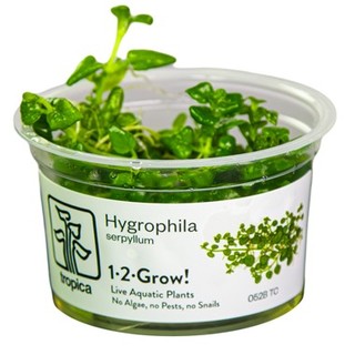 Hygrophila serpyllum 1-2-Grow!