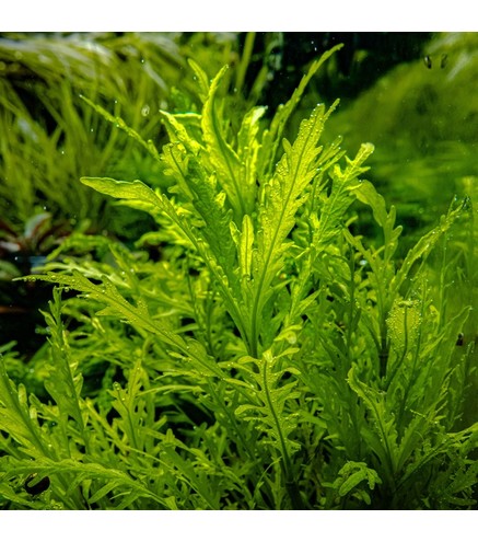 Hygrophila Odora in vitro