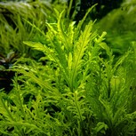 Hygrophila Odora 1-2-Grow!