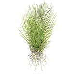 Eleocharis acicularis 1-2-Grow!