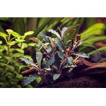 Bucephalandra sp. Red Scorpio en pot