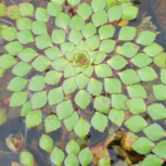 Ludwigia sedioides ( plante mosaïque) - plante flottante