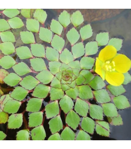 Ludwigia sedioides ( plante mosaïque) - plante flottante