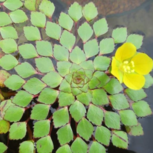 Ludwigia sedioides ( plante mosaïque) - plante flottante