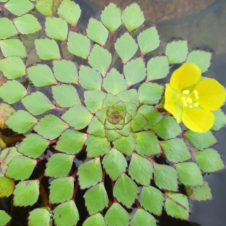 Ludwigia sedioides ( plante mosaïque) - plante flottante