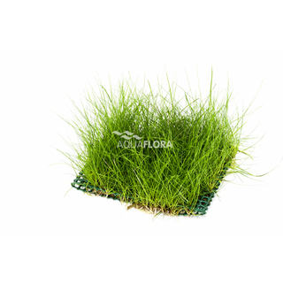 Eleocharis sur tapis 10x15cm