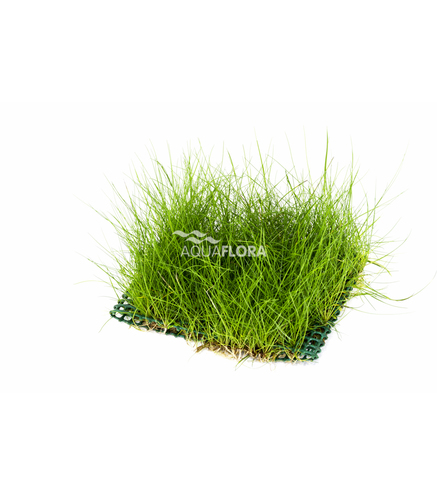 Eleocharis sur tapis 10x15cm