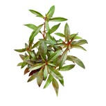 Ludwigia glandulosa en pot