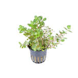 Rotala Rotundifolia en pot